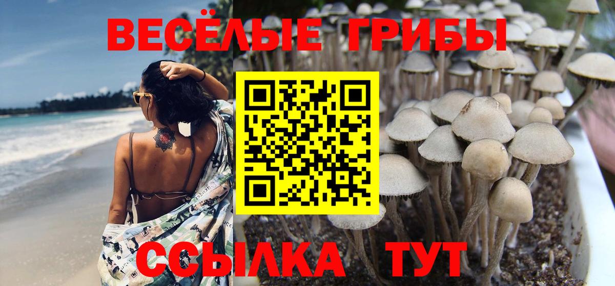 Псилоцибиновые грибы Psilocybe  Вход с VPN  где купить наркоту  Реутов 
